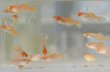 画像2: 篤姫メダカの稚魚・10匹 (2)