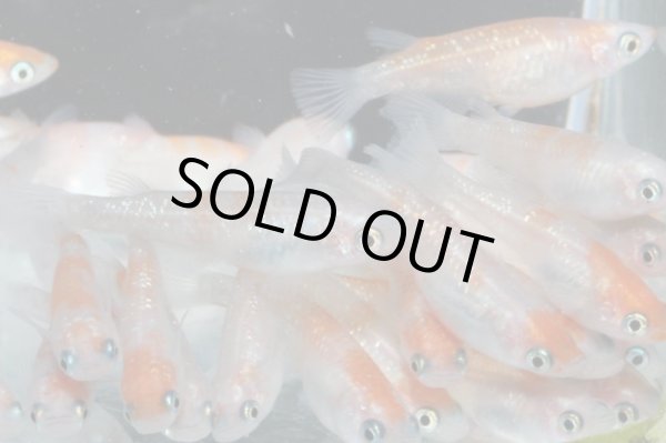 画像2: 紅白ラメメダカ・１ペア (2)