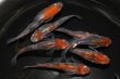 画像1: 朱赤三色錦透明鱗メダカの稚魚・10匹 (1)