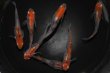 画像3: 朱赤三色錦透明鱗メダカの稚魚・10匹 (3)