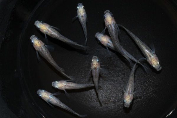 画像1: 白姫メダカの稚魚・10匹 (1)