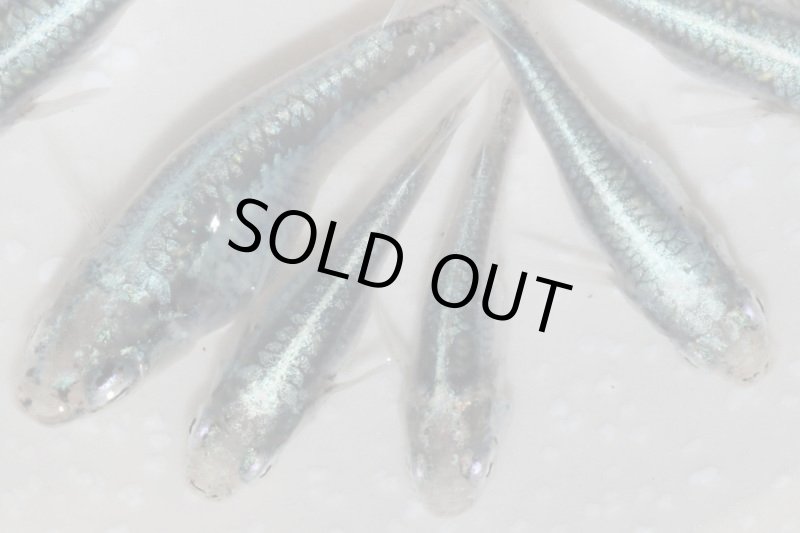 画像3: サバの極みメダカの稚魚・10匹 (3)