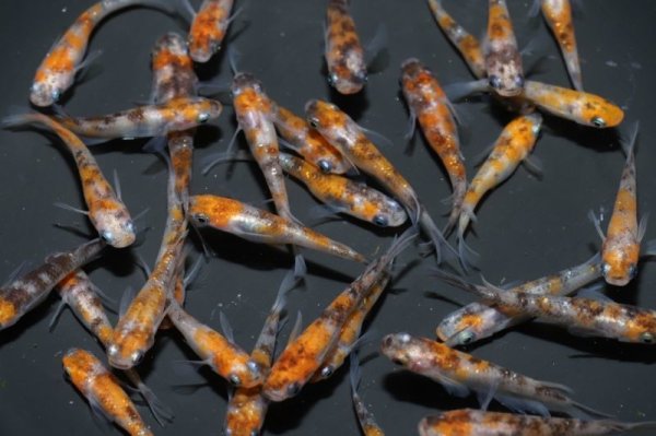 画像1: 雲州三色ラメメダカの稚魚・10匹 (1)