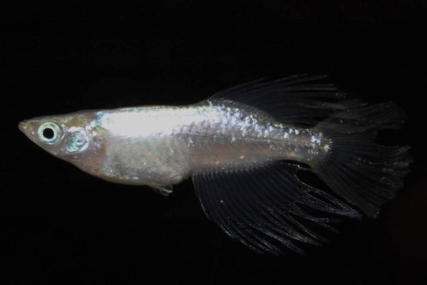 画像1: 緑光半月メダカの稚魚・10匹 (1)