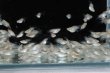 画像2: ホワイトダルマメダカの稚魚・10匹 (2)