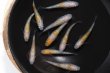 画像3: 黄桜メダカの稚魚・10匹 (3)