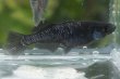 画像3: ブラックダイヤ2022ヒカリ体型メダカの稚魚・10匹 (3)