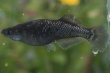 画像2: ブラックダイヤ2022ヒカリ体型メダカの稚魚・10匹 (2)