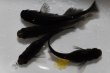 画像1: 黒豆メダカの稚魚・10匹 (1)