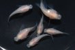 画像5: 白パンダダルマメダカの稚魚・10匹 (5)