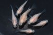 画像4: 白パンダダルマメダカの稚魚・10匹 (4)