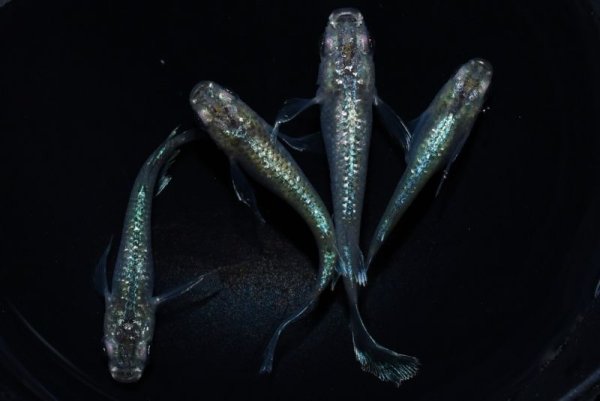 画像1: 森の妖精メダカの稚魚・10匹 (1)