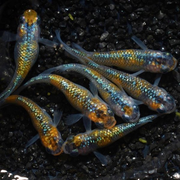 画像1: アグリアスメダカの稚魚・10匹 (1)