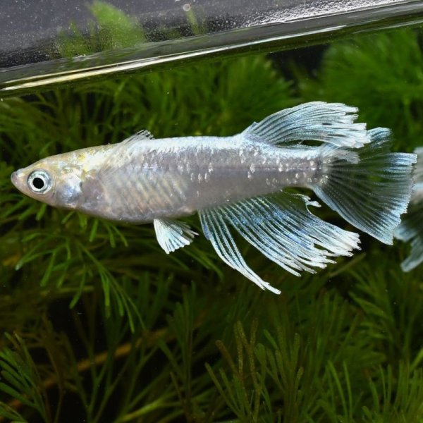 画像1: アサルトメダカの稚魚・10匹 (1)