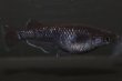 画像2: ブラックダイヤブルーラメメダカの稚魚・10匹 (2)