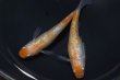 画像3: 桜小町メダカの稚魚・10匹 (3)
