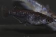 画像3: ブラックダイヤブルーラメメダカの稚魚・10匹 (3)