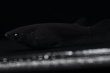 画像2: カイジブルーアースアイメダカの稚魚・10匹 (2)