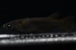 画像3: カイジブルーアースアイメダカの稚魚・10匹 (3)
