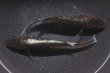 画像4: エメラルドフィンダークメダカの稚魚・10匹 (4)