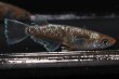 画像3: エメラルドフィンダークメダカの稚魚・10匹 (3)
