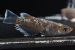 画像2: エメラルドフィンダークメダカの稚魚・10匹 (2)