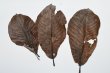 画像1: 朴の木の葉　約20センチ１０枚　　ブラックウォーター　　送料無料！ (1)