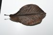 画像3: 朴の木の葉　約20センチ１０枚　　ブラックウォーター　　送料無料！ (3)