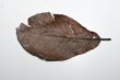 画像2: 朴の木の葉　約20センチ１０枚　　ブラックウォーター　　送料無料！ (2)