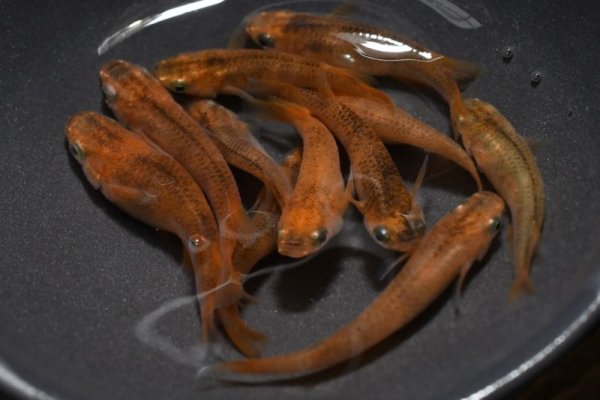 画像2: 錦秋メダカの稚魚・10匹 (2)