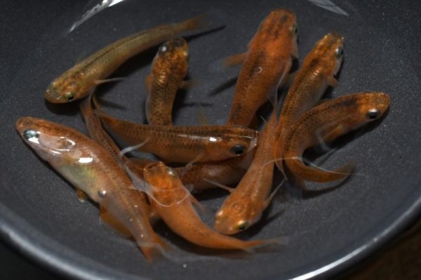 画像3: 錦秋メダカの稚魚・10匹 (3)