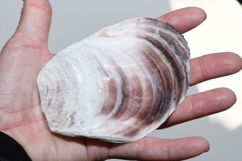 画像3: 岩牡蠣殻・５ｋｇ (3)