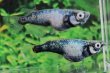 画像5: ネメシス・ネオメダカの稚魚・10匹　　　銀 (5)