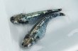 画像4: ネメシス・ネオメダカの稚魚・10匹　　　銀 (4)