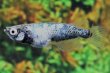 画像6: ネメシス・ネオメダカの稚魚・10匹　　　銀 (6)