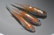 画像3: アマテラス三色アースアイメダカの稚魚・10匹　　銀 (3)