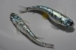 画像3: 超緑光ラメメダカの稚魚・10匹　　銀 (3)