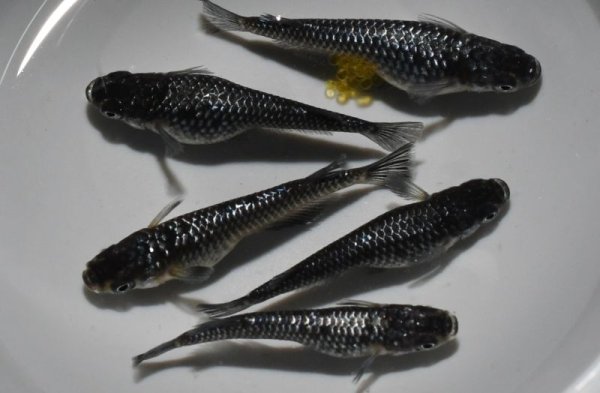 画像1: クラウドグレーダイヤメダカの稚魚・10匹　　　銀 (1)