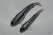 画像3: イカ墨メダカの稚魚・10匹　　　銀 (3)