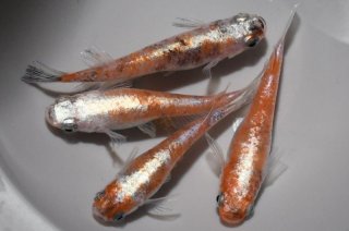 雷神メダカの稚魚・10匹　銀　メダカ屋猫飯