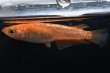 画像1: 紅華キッシングメダカの稚魚・10匹　　　 (1)