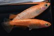 画像2: 紅華キッシングメダカの稚魚・10匹　　　 (2)