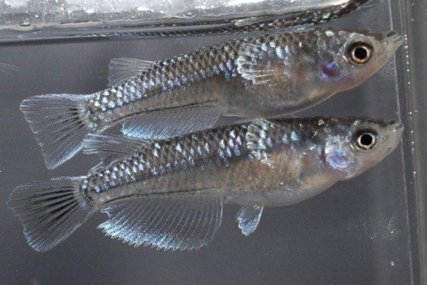 画像1: ミッドナイトフリル体外光メダカの稚魚・10匹　　　 (1)
