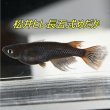 画像2: 松井ヒレ長五式メダカの稚魚・10匹　　　 (2)