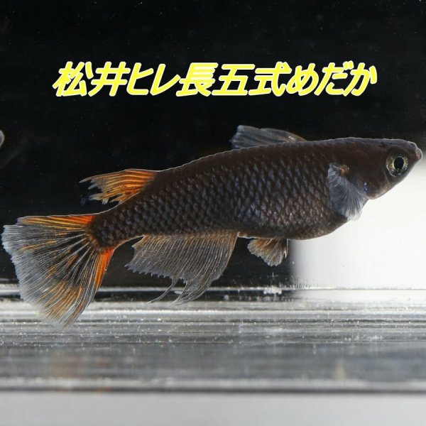 画像1: 松井ヒレ長五式メダカの稚魚・10匹　　　 (1)