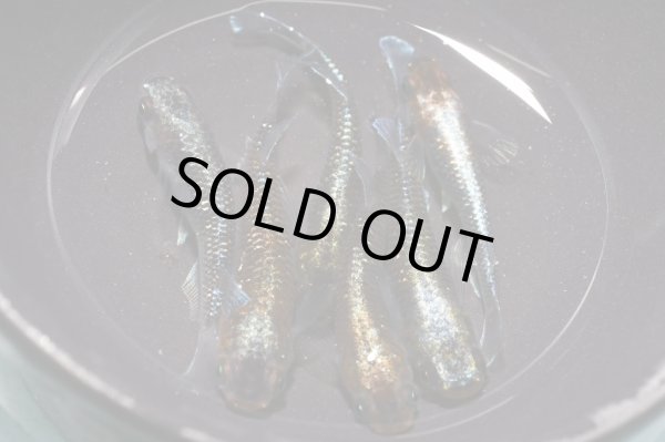 画像1: 天照雷神メダカの稚魚・10匹　　　 (1)