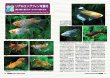 画像4: メダカ百華VOL.１9　　1冊　 (4)