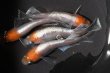 画像3: オリジナル品種・丹頂モヒモヒZメダカの稚魚・10匹　　　 (3)