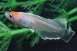 画像5: オリジナル品種・丹頂モヒモヒZメダカの稚魚・10匹　　　 (5)