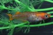 画像1: 雷鳥カガミ鱗メダカの稚魚・10匹　　　 (1)